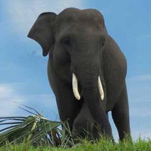 Gajah Sumatera di way kambas